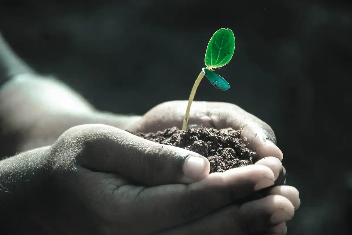 Mâini care țin un răsad plantat în pământ, simbol al grijii pentru dezvoltarea celorlalți