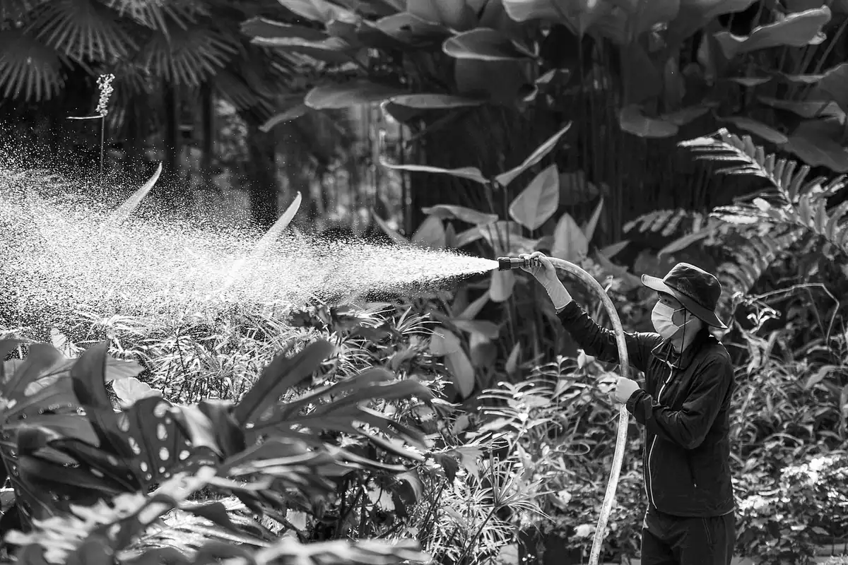 Grădinar care udă plante tinere într-o seră, într-o fotografie alb-negru